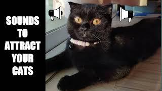 Cat Sounds to Attract Cats #11