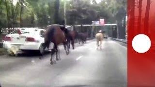 Panique dans les rues de Mexico  des chevaux de la police montée semballent