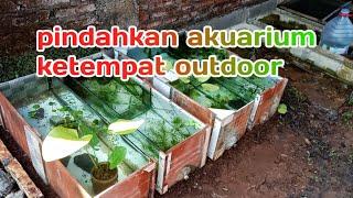 pindahkan akuarium ditempat outdoor dalam budidaya ikan hias