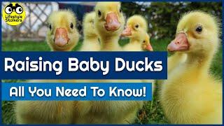 Raising Baby Ducks - All you need to know