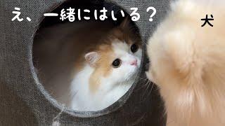 一緒に狭い穴に入りたい犬に、猫のとった行動が優しすぎました！