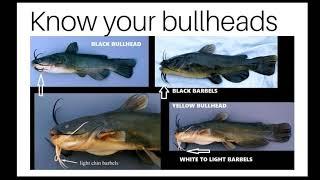 BULLHEADS EASY IDENTIFICATION