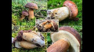 PILZE 2018 Maronenröhrling Braunkappe Blaupilz Imleria badia Xerocomus badius Boletus badius