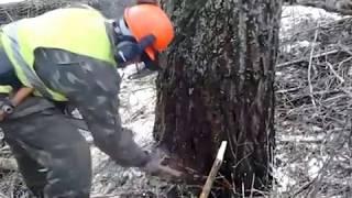 Валка лесатяжелая и опасная работа лесоруба.
