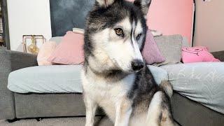 Moody Husky is Putting His Paw Down And His Butt