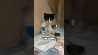 A kittens journey from pain to joy