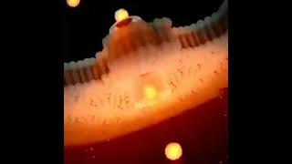 translocation of macromolecule across cell membrane