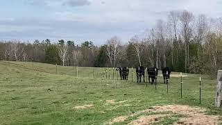 Simple Pleasures of Farming Boy Carries Hay the Hard way but the cows get what he is doing and run