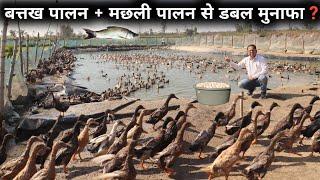 ऐसा शानदार बत्तख फार्म देखकर मजा आ जायेगा  Duck Farm In India  Duck Poultry Farm  Duck Farming