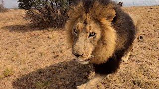 The Real Lion King - Bobcat  The Lion Whisperer