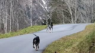 Luzerner Laufhund und Petit Bleu de Gascogne