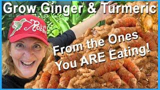 FREE How To Grow Ginger & Turmeric from SKIN EAT it TOO Growing LOTS in Containers or Raised Garden