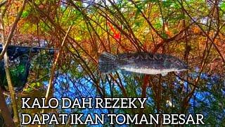 PASER MANIA  1 X  mocel ke ganti sama ikan toman BABON