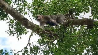 mother carrying baby on a small branch