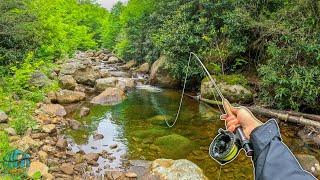 Fly Fishing for 1 Hour How Many Trout Can I Catch? Brook Trout