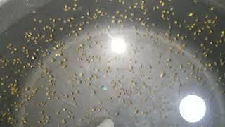 Bak Perawatan Telur Gurame & Larva Gurame