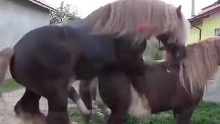 Tutorial on marrying a horse tutorial kuda kawinngewe