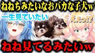 ねねちと行ったペットショップでねねちっぽい「ちょっとおバカな子犬」を見つけてず～っと見続けていた雪花ラミィｗ【切り抜きホロライブ】