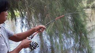 mancing predator tambak