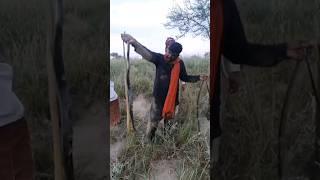 Four Black Cobra Snakes Catched by the Snake Catcher in the Wild Forest