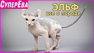 Необычная порода кошек - эльф. Кошки породы эльф. Супер Ева Тв