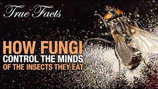 True Facts Fungi That Control The Insects They Eat