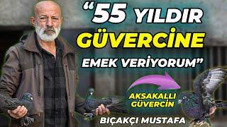 16 Yaşındaki Sakalları Ağarmış Efsane Güvercin - Mustafa Bıçakçı ve Arap Güvercinleri