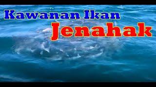 Kawanan Ikan Jenahak