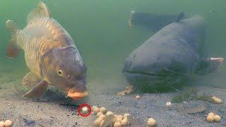 Is it possible to catch a catfish with boilies?