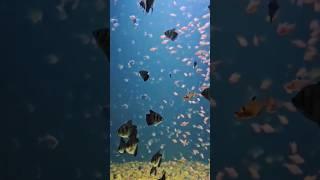 Beautiful fish aquarium #fish #aquarium #shorts