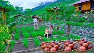 SANG surprised VY and her daughter with naturally ripe figs Planting trees at the Family Farm