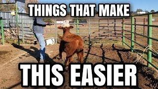 HOW to HALTER BREAK your CALF in TWO Days #homesteading #cows #farm #ranch