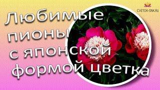 Любимые пионы с японской формой цветка  Сад Ворошиловой