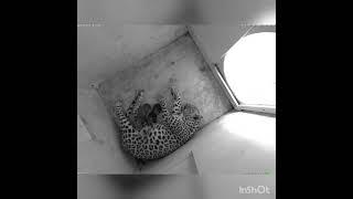 В Центре восстановления леопарда на Кавказе родились два котёнка