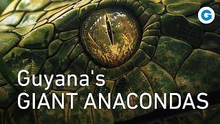 A Deadly Encounter in the Wild Guyanas Giant Anacondas  Wildlife Documentary