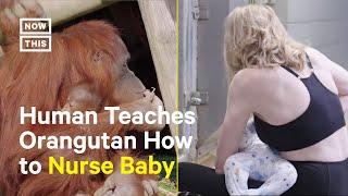Mama Orangutan Learns How to Nurse From Zookeeper