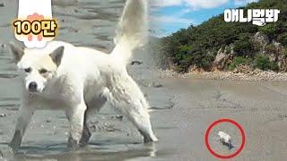 Dog Stranded On A Desert Island For A Whole Life