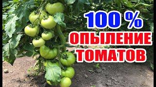 Опыление томатов в теплице  100 % завязь