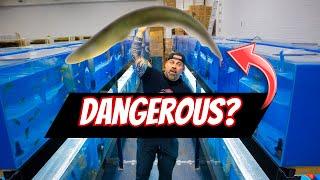 EVERY Fish We Have - MONSTER FISH  AQUARIUM FISH & DANGEROUS FISH