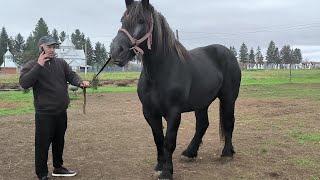 ⭐ШИКАРНА ПЕРШЕРОНКА ХЕЙЛІ PERCHERON HORSE ⭐