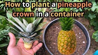 How to plant a pineapple crown in a container#pineapple #gardening #container #containergardening