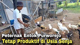 Tetap Produktif di Usia Senja  Peternak Entok Senior Purworejo