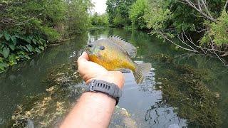 The Best Bluegill Bait that’s not Worms You’ll be Shocked