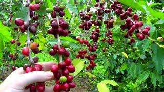 Make a Cup of Coffee Starting From Scratch  Coffea arabica  Video