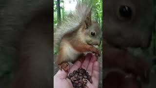 Красивый бельчонок  A beautiful squirrel baby