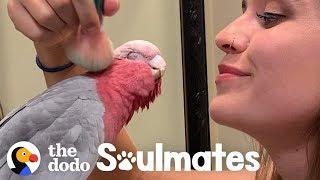 Galah Bird Wants To Be Just Like His Human Mom  The Dodo Soulmates