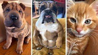 Funniest DOG & CAT Videos Ever  Best Compilation of Funny PETS 