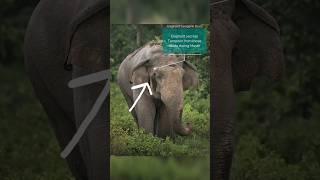 Elephant Musth Behavior - Climate Bulletin Series - 8 #savewildlife #elephant