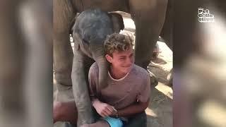 The Most Adorable Elephants    BEST Compilation
