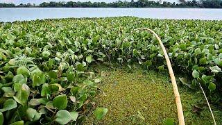 FOI DE ESTRALAR A VARA DE BAMBU  ESSES BURACOS DE ÁGUA NUNCA FALHA PESCARIA RAIZ DE TRAÍRA .